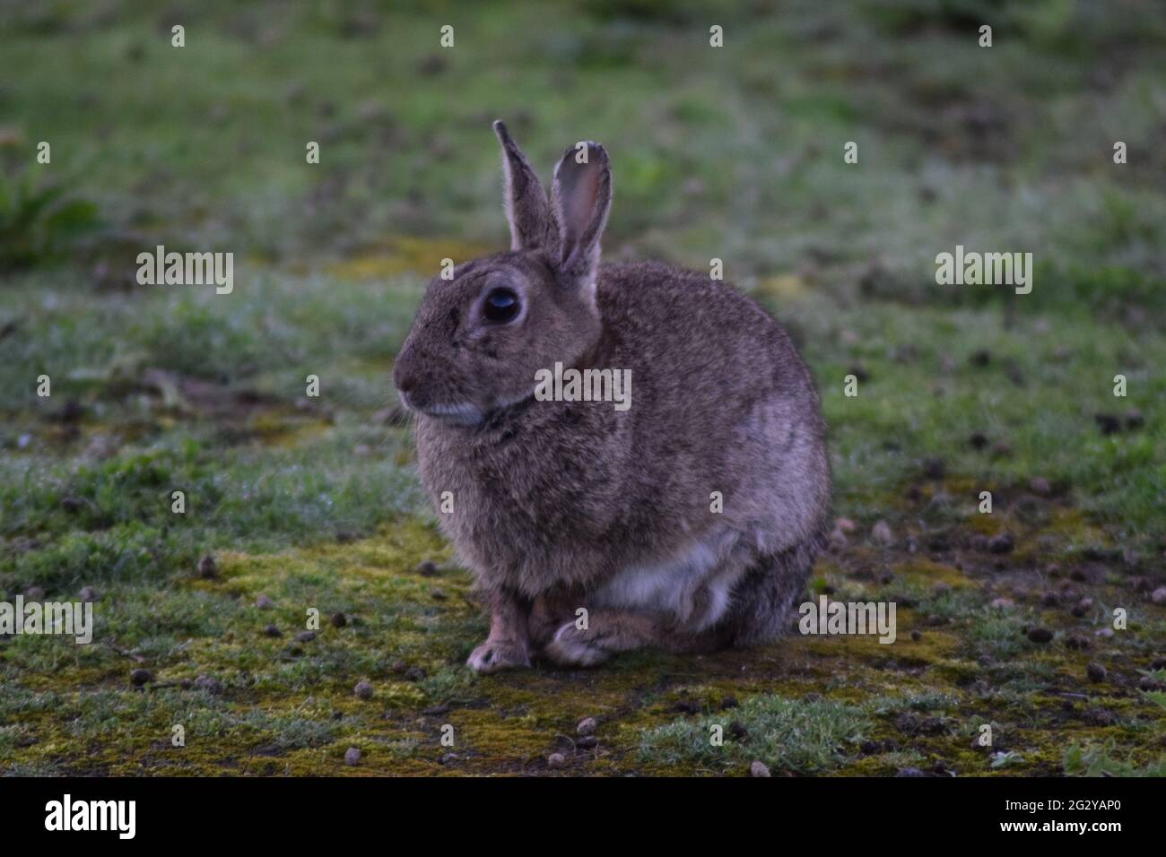 Wild Rabbit Stock Photo
