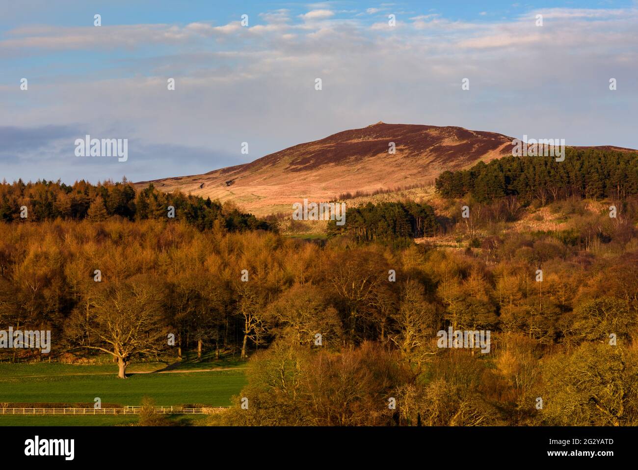 Sunny spring evening scenic view of steep hillside woodland, upland fells, summit of Beamsley Beacon hill & blue sky - North Yorkshire, England, UK. Stock Photo