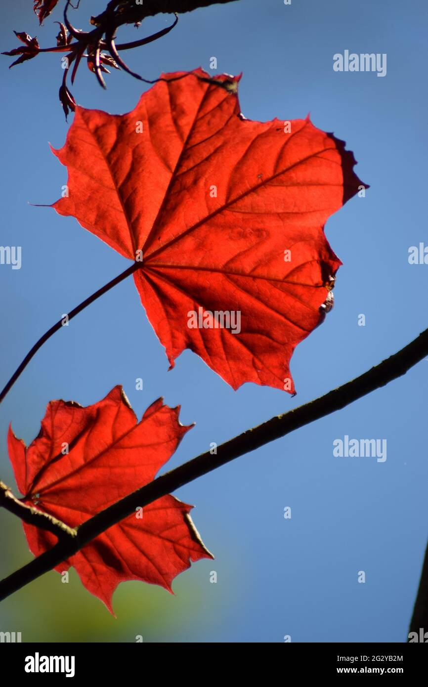 Vivid Red Leaves #1 Stock Photo