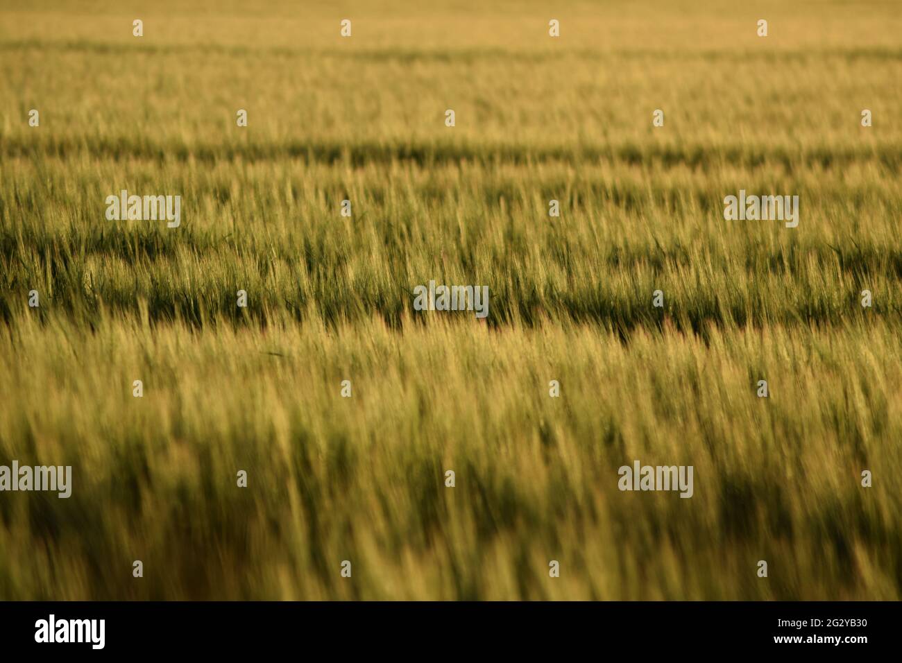 Barley Field at Sunset Stock Photo