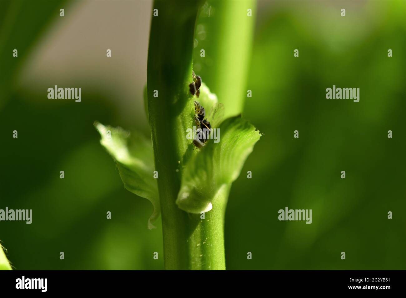 Black aphids on a flower stalk as a close up Stock Photo