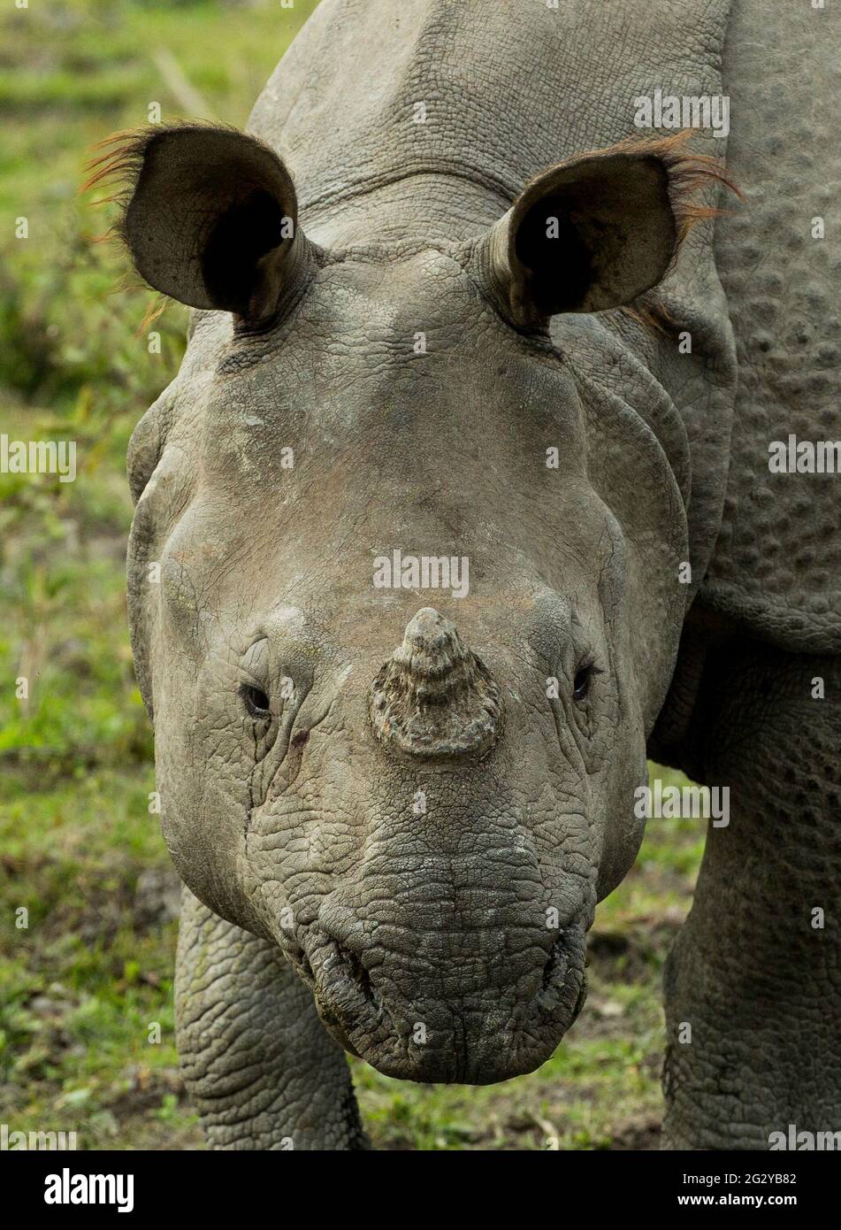 Great Indian One Horned Rhinoceroses, Kaziranga National Park , Assam, India Stock Photo