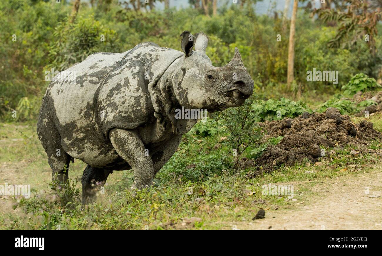 Great Indian One Horned Rhinoceroses, Kaziranga National Park, Assam, India Stock Photo