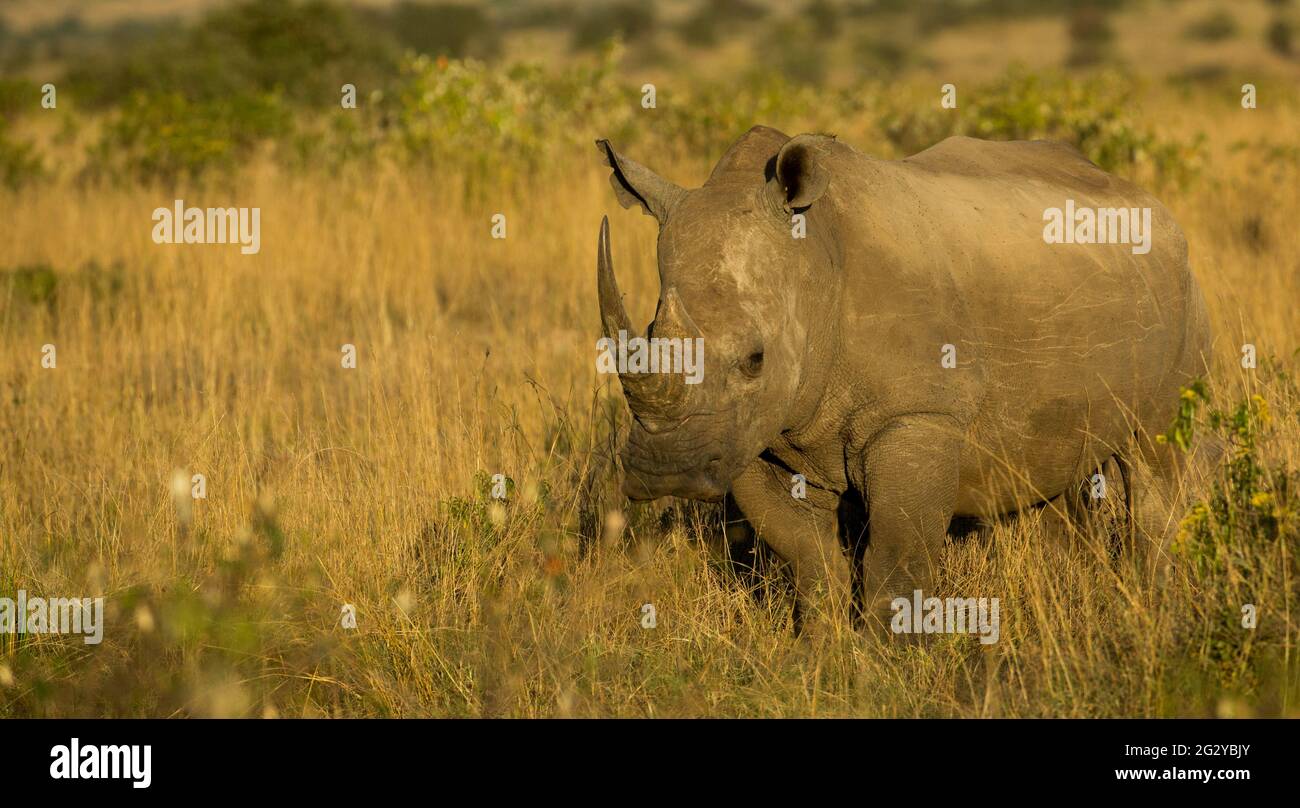 White Rhino, Nairobi, Kenya Stock Photo