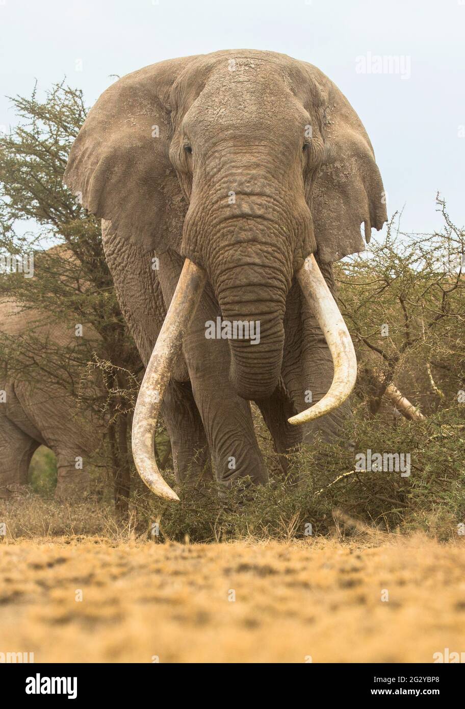 Big tusker Tim, elephant, Amboseli National Park , Kenya, Africa , African elephant Stock Photo