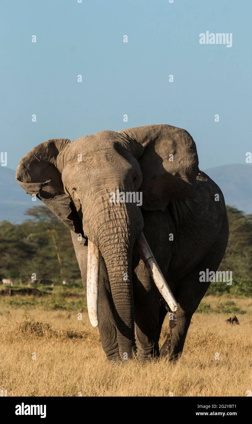 Big tusker, Little Male, Elephant, Amboseli National Park, Kenya, Africa Stock Photo