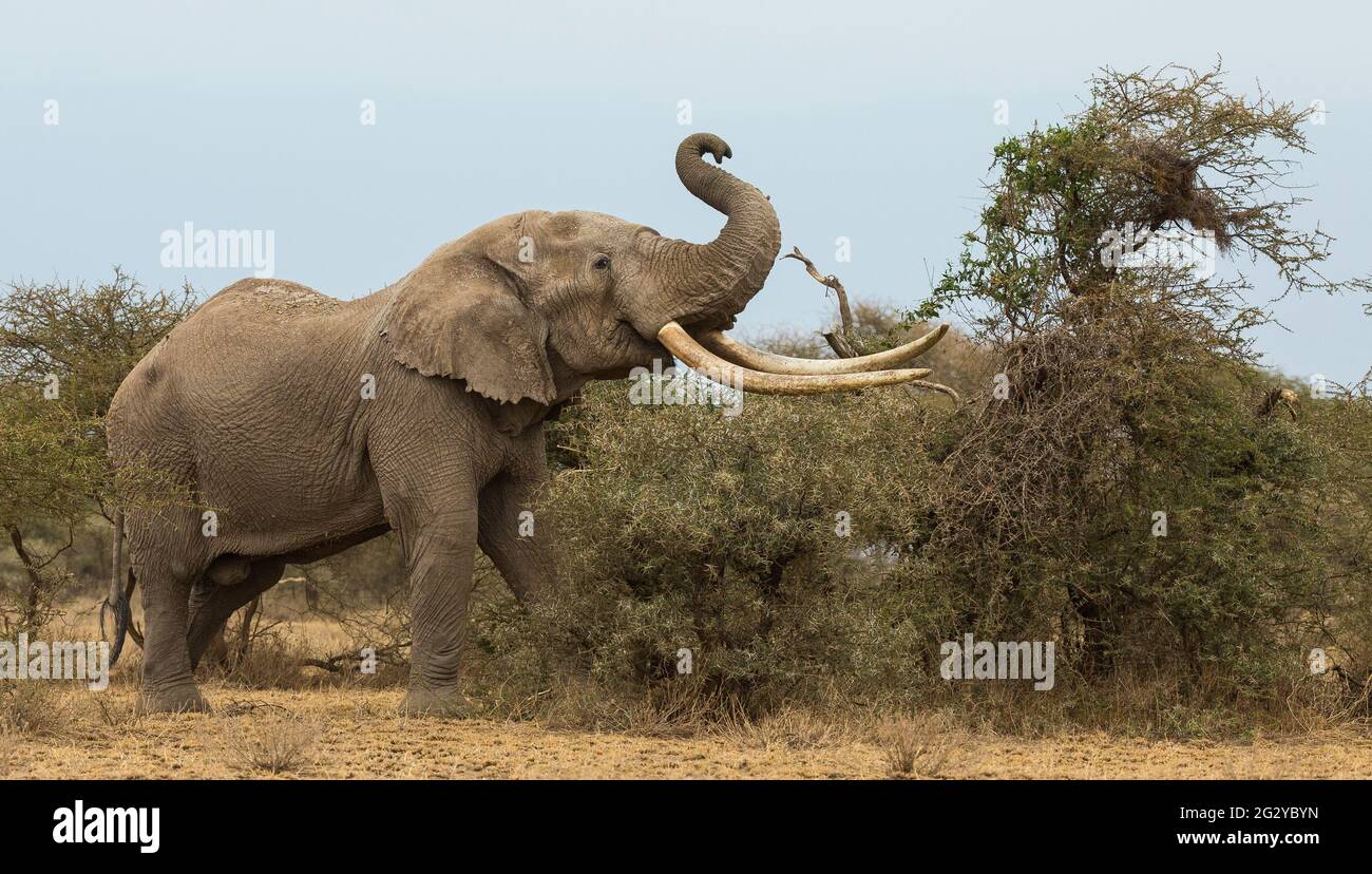Big Tusker, Tim, Elephant, Amboseli, Kenya Stock Photo