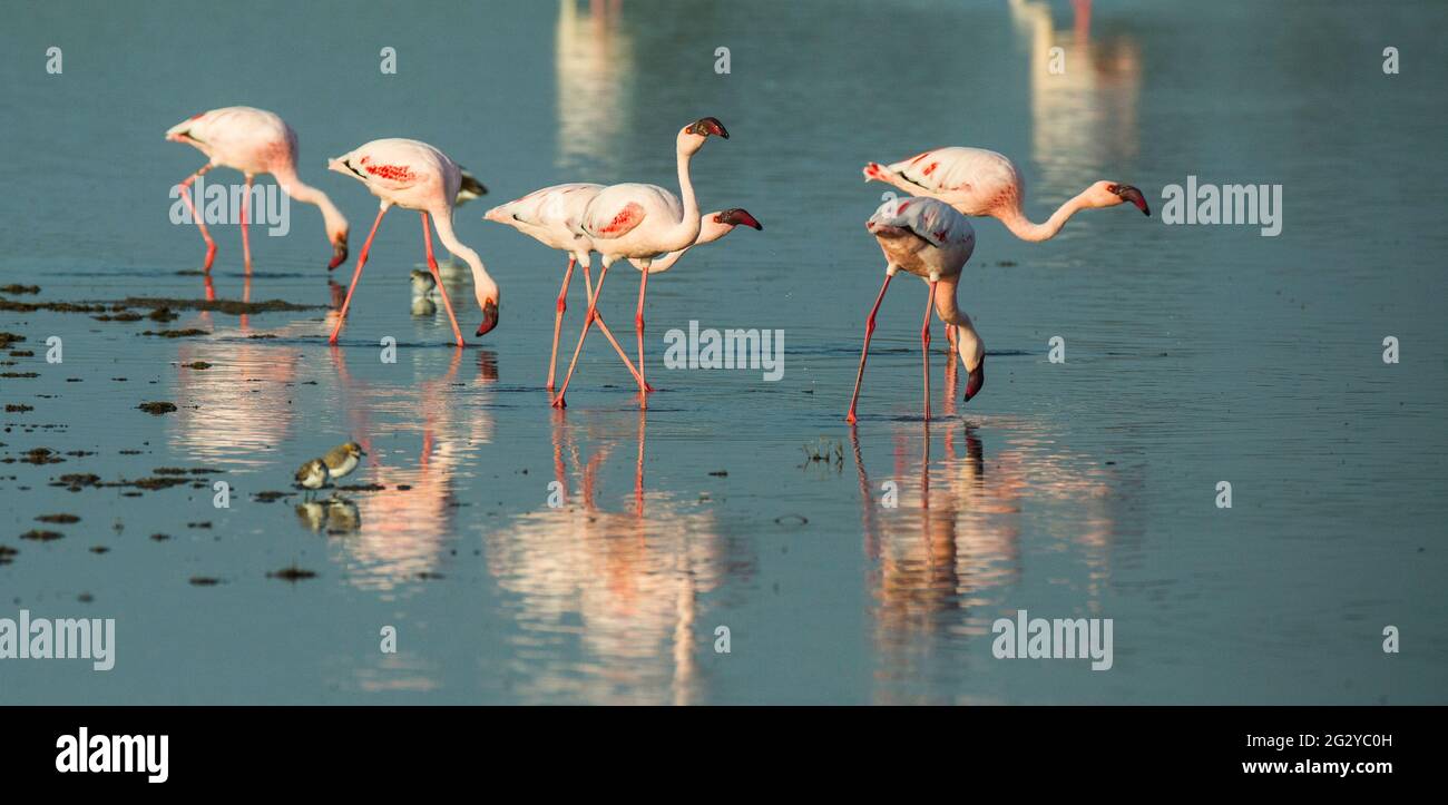 Lesser Flamingo, Amboseli, Kenya Stock Photo