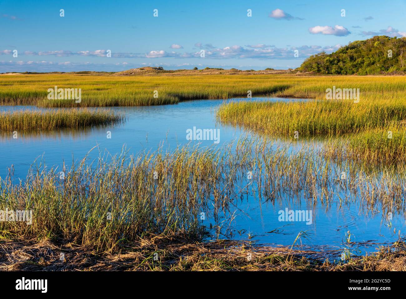 A view of the saltwater marshes with grasslands in the early morning along the Atlantic Ocean in