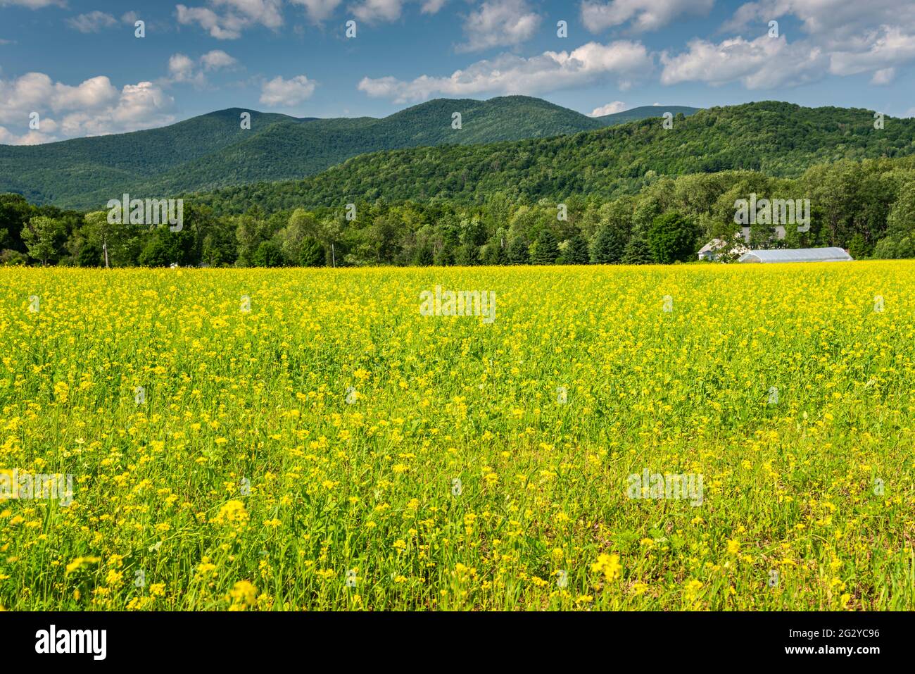Scene of an open field of yellow plants and a view of the Taconic