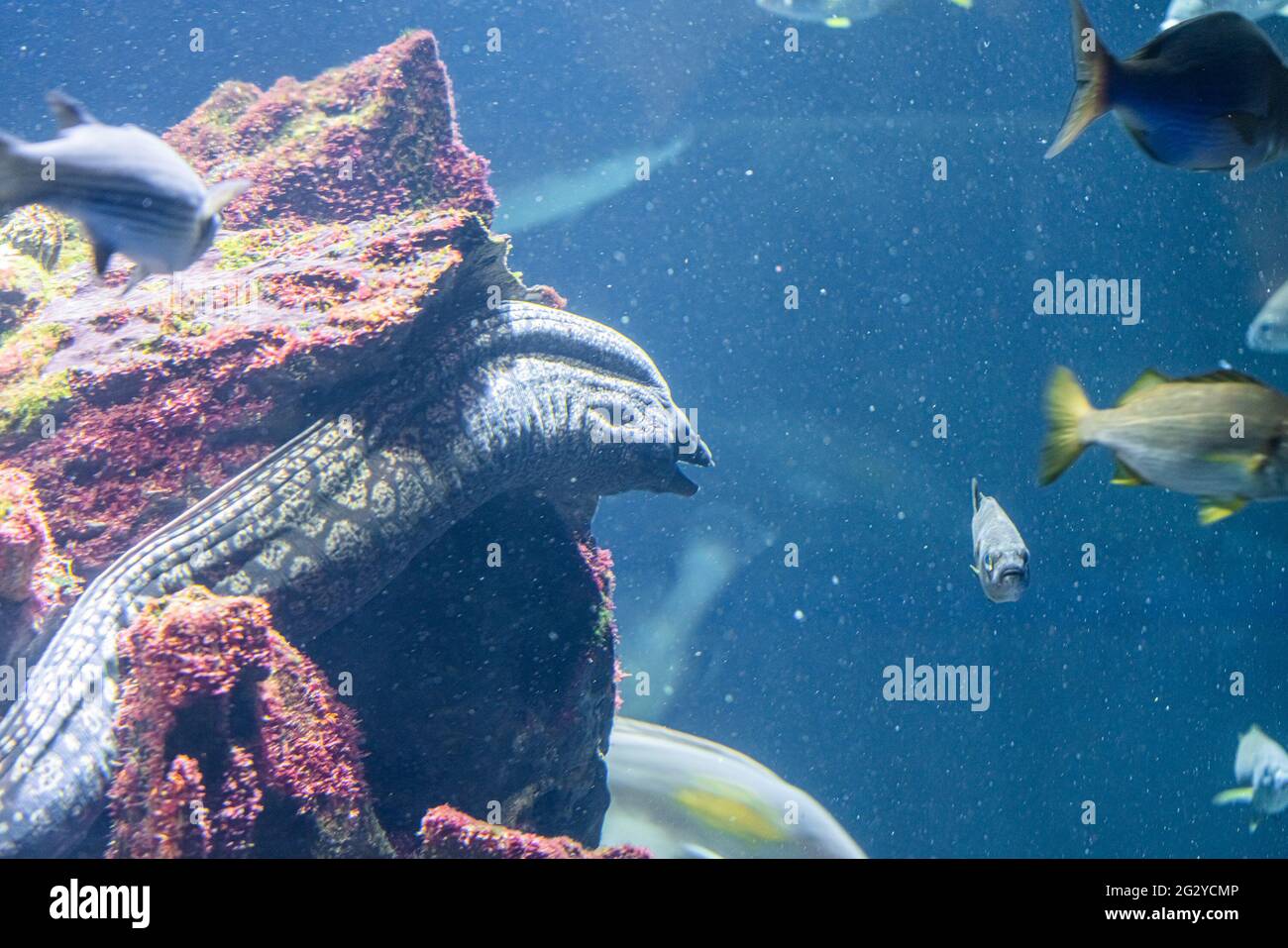 Moray Eel On Coral Reef Stock Photo