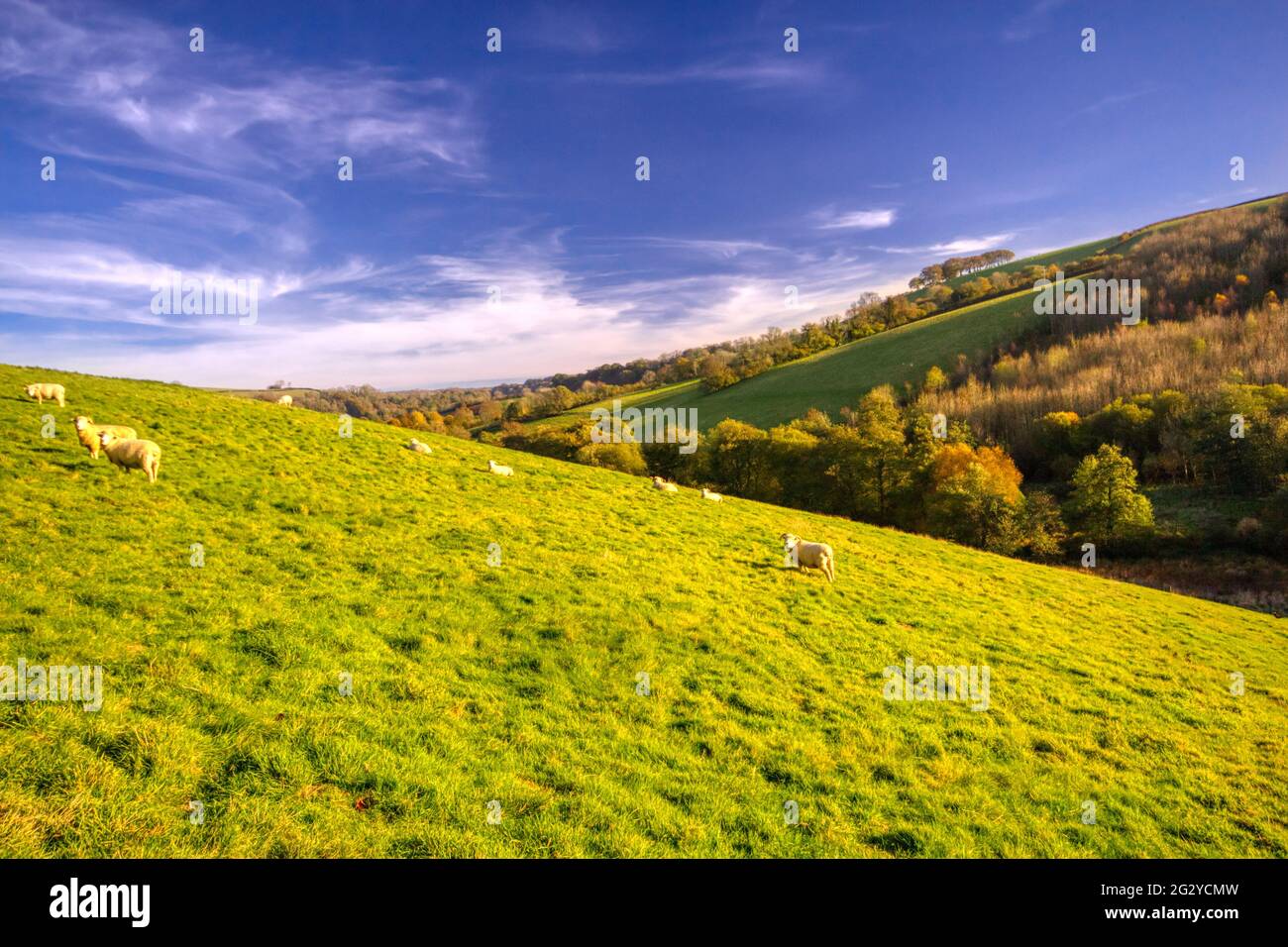 Bah Bah Land, North Devon Stock Photo Alamy
