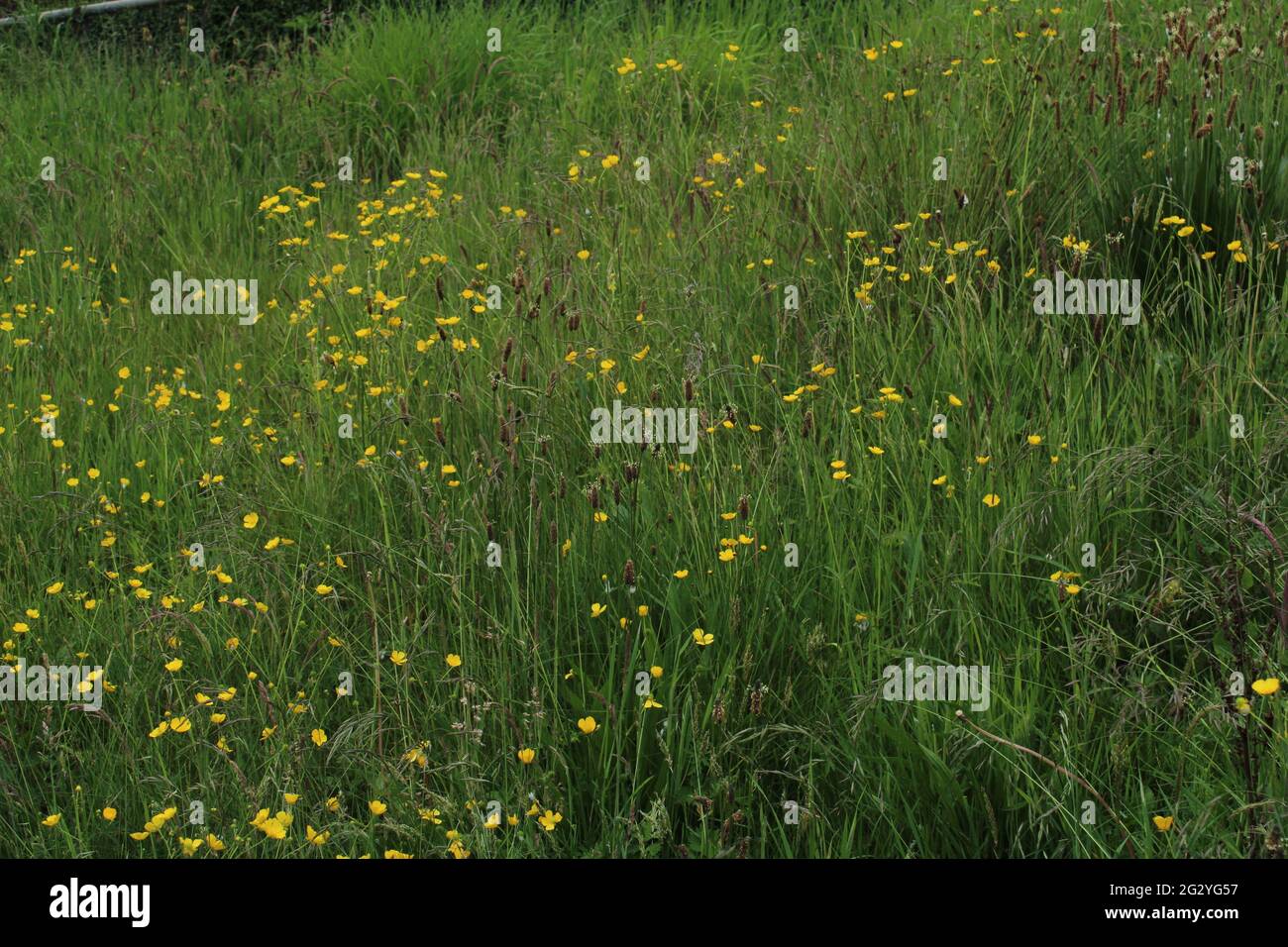 Ribwort Plantain and Ranunculus in a wild meadow background Stock Photo
