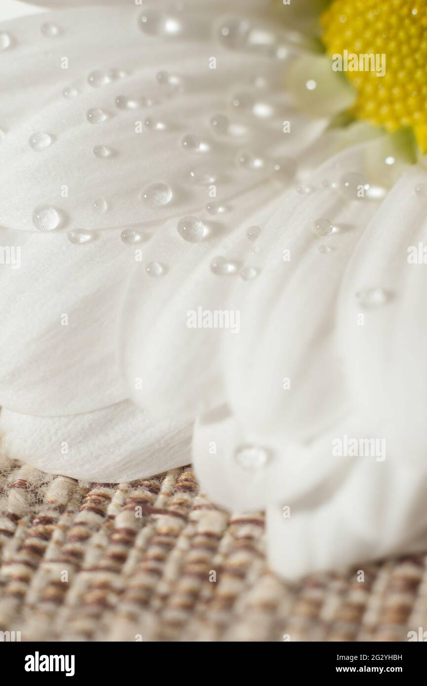 Chamomile image hi-res stock photography and images - Alamy