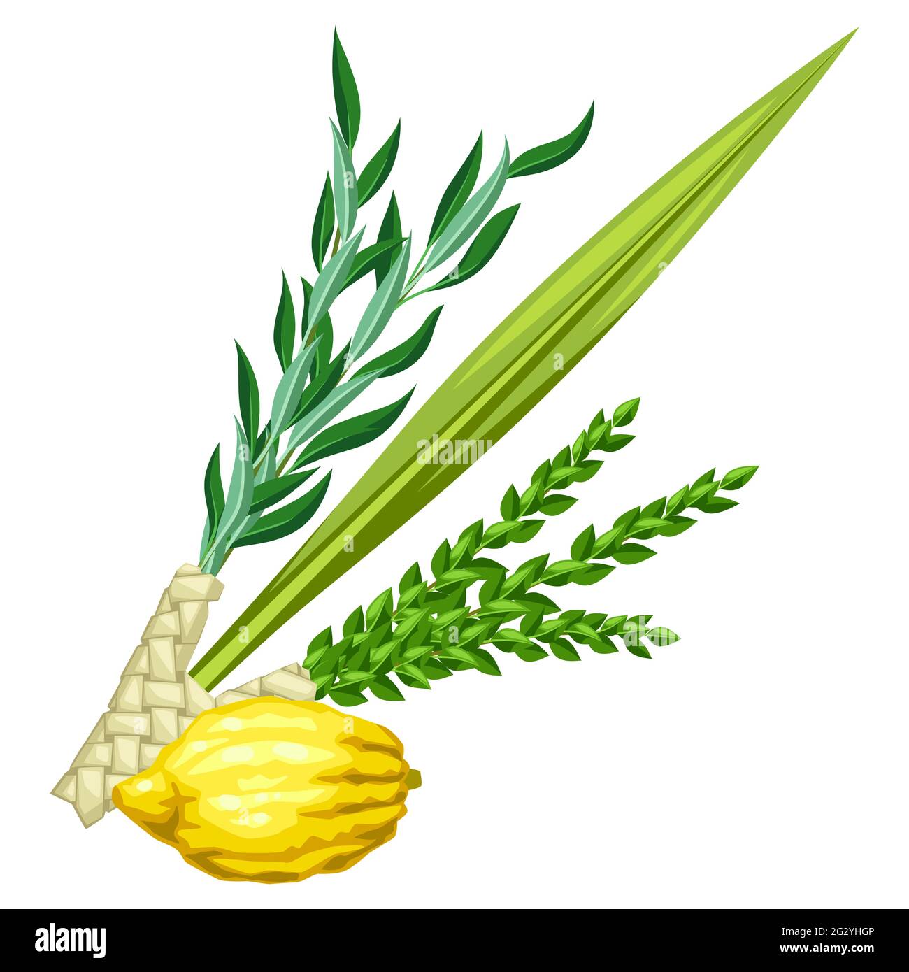 Happy Sukkot traditional symbols. Four species etrog, lulav, willow and  myrtle branches Stock Vector Image & Art - Alamy