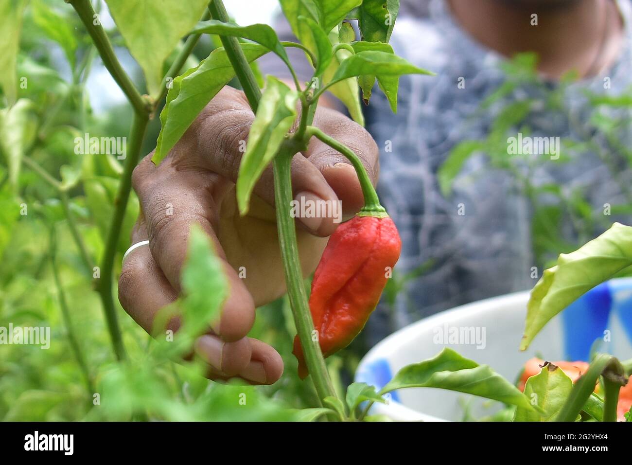 (210613) -- NAGAON, June 13, 2021 (Xinhua) -- A farmer plucks 'ghost chilli' or 'bhut jolokia' peppers at a field in Nagaon district, India's northeastern state of Assam, June 13, 2021. (Str/Xinhua) Stock Photo