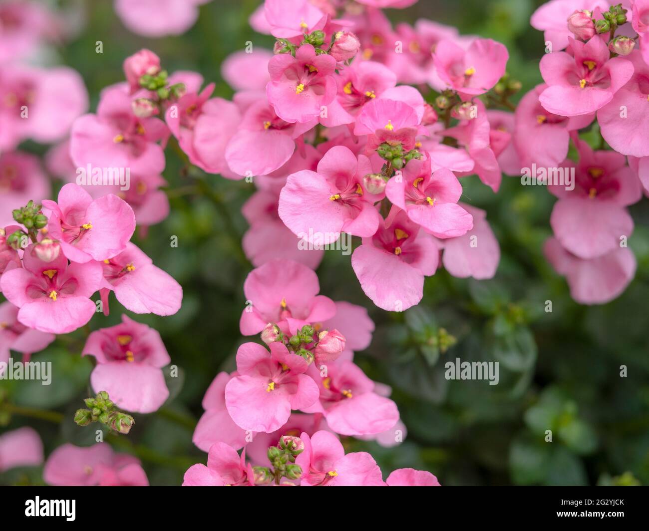 Pretty pink flowers of twinspur Diascia Lilac Belle Stock Photo