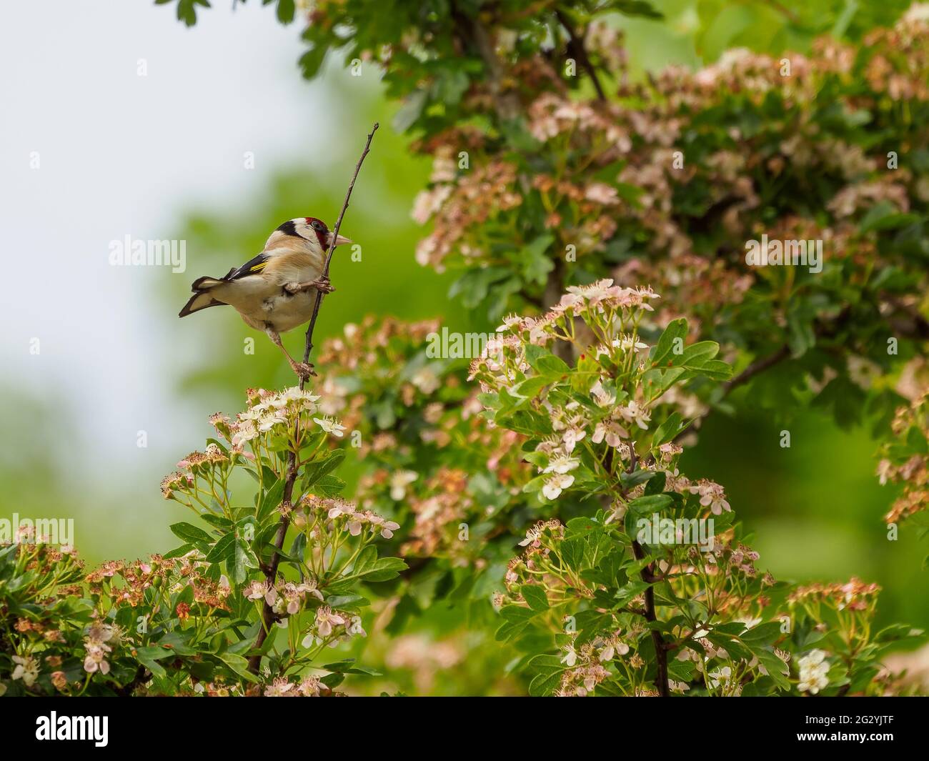 Goldfinch (Carduelis carduelis) sitting amongst the blossom Stock Photo