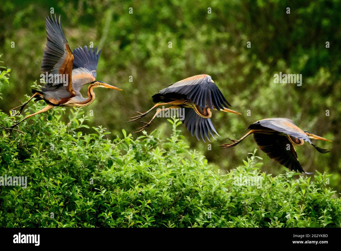 Ardea purpurea heron flight sequence Stock Photo