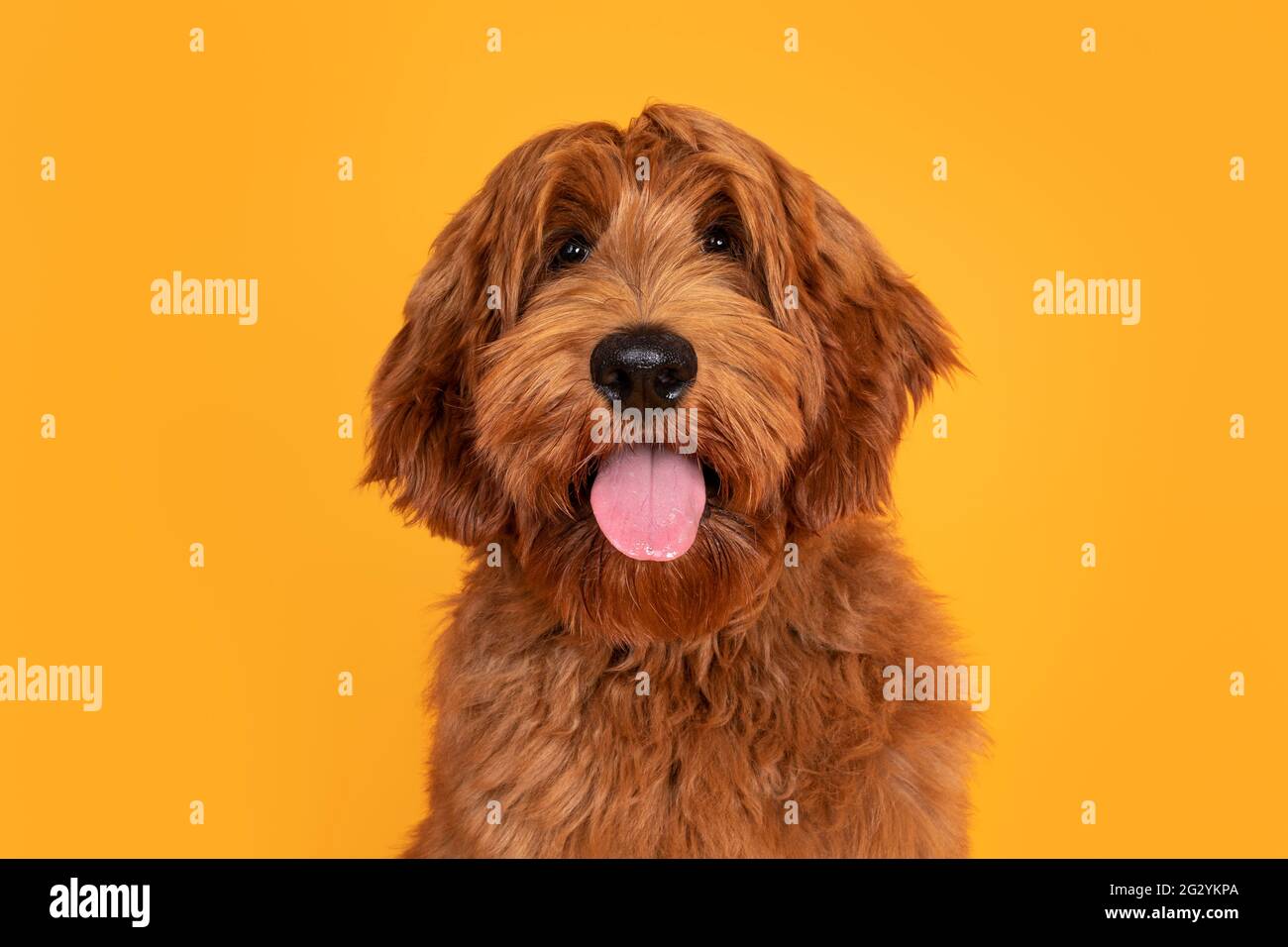 Male labradoodle on sale