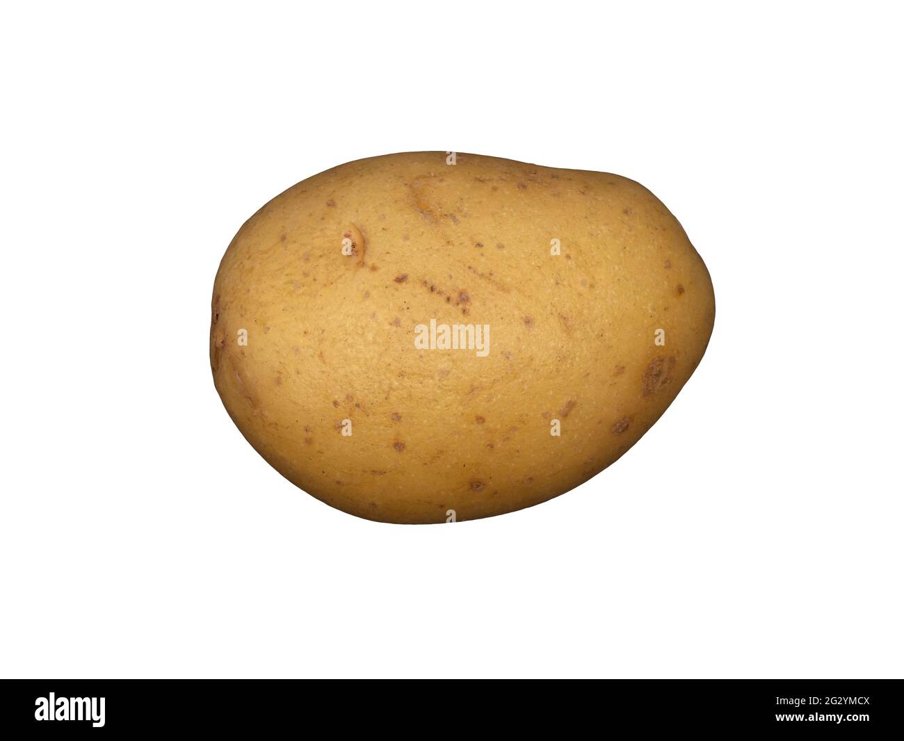 A white potato on a plain white background Stock Photo