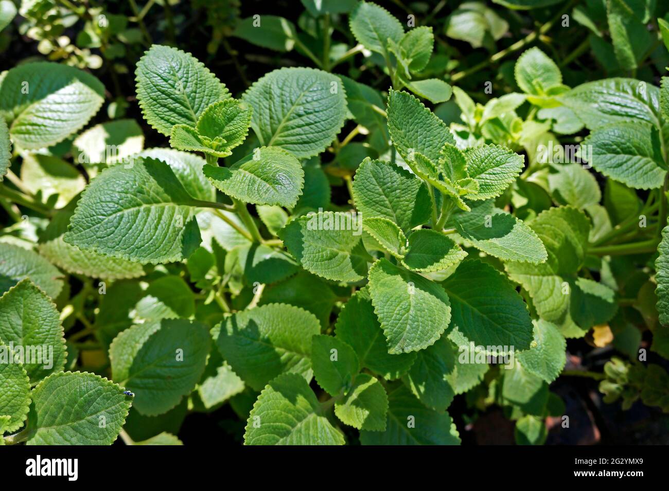 Cuban Oregano, Indian borage, Indian mint, Mexican mint, Mexican oregano or Spanish thyme (Plectranthus amboinicus). Medicinal herb. Stock Photo