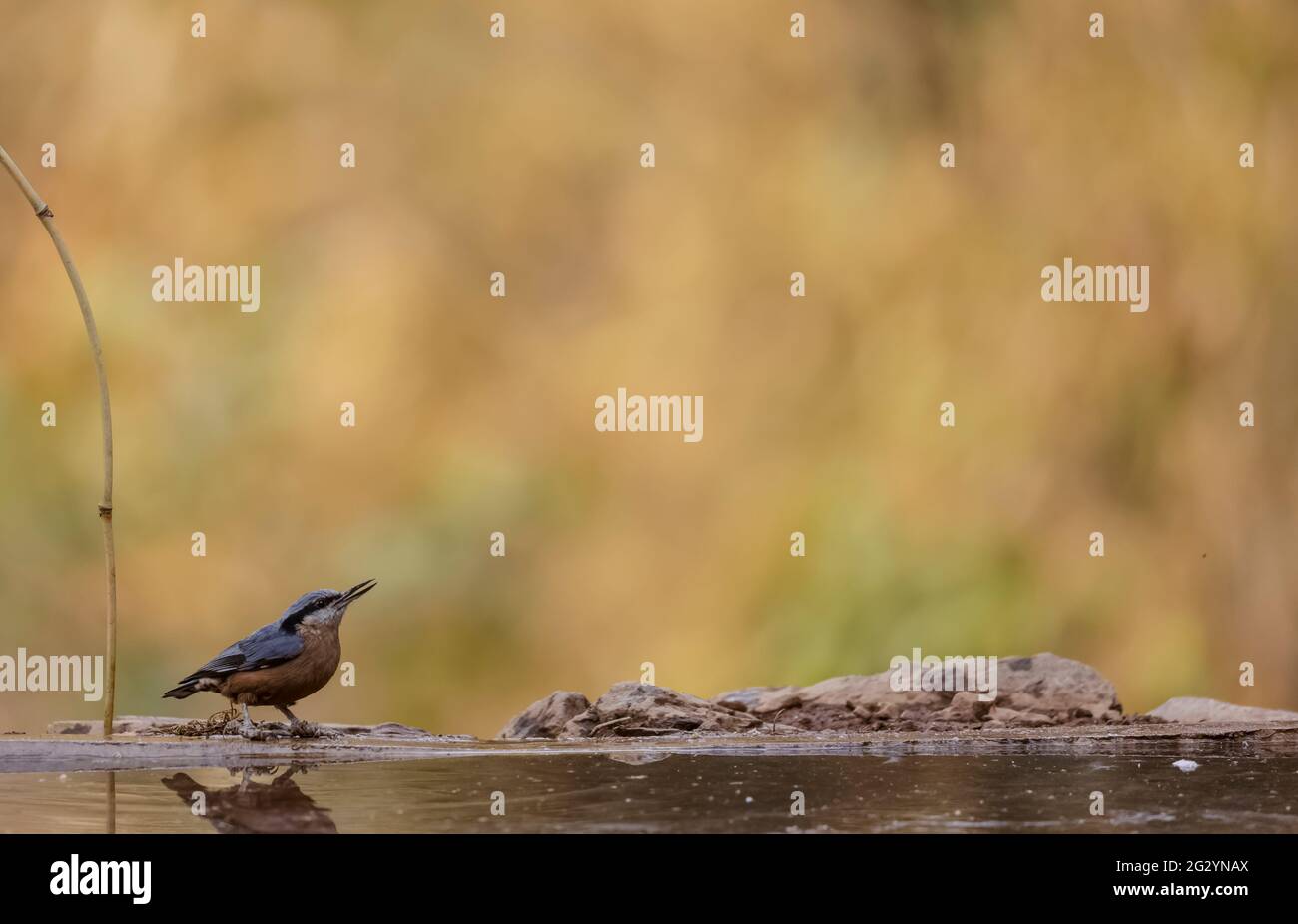 Chestnut-bellied nuthatch (Sitta cinnamoventris) bird with food on beak near water body in the forest. Stock Photo