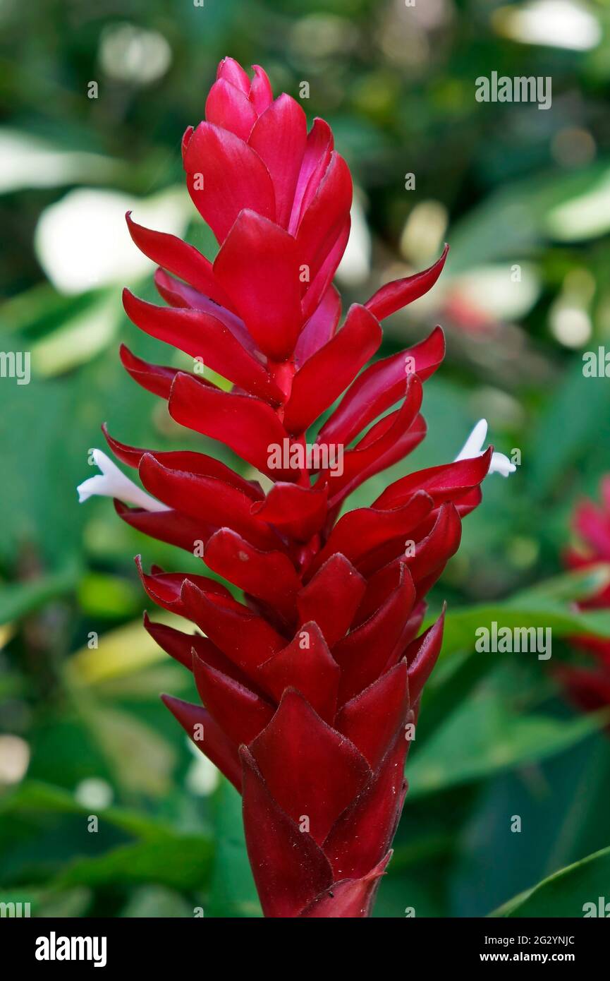 Red ginger flower (Alpinia purpurata) Stock Photo