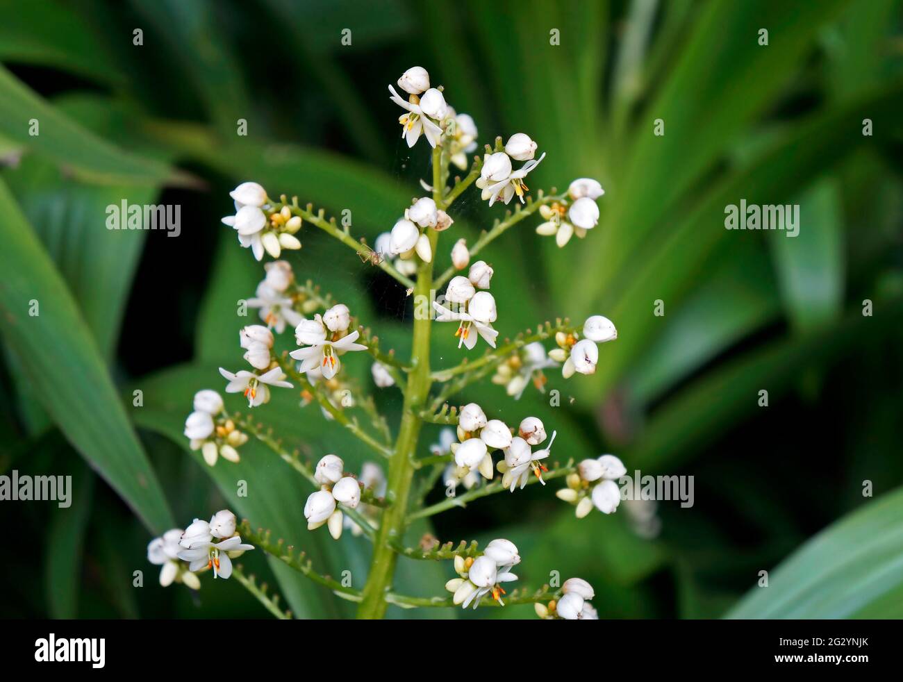 White herbal flowers (Xiphidium caeruleum) Stock Photo