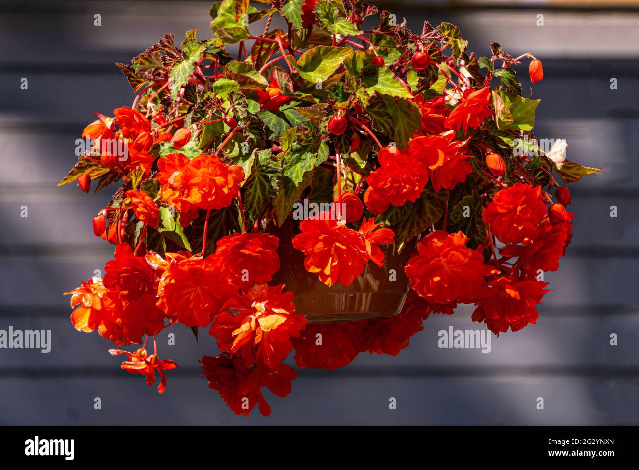 Red begonia in a flower pot on a background of a wooden wall Stock Photo