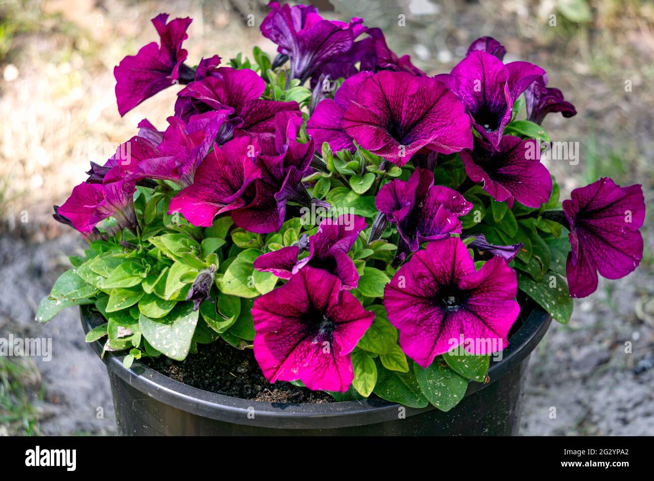 Dark purple petunia begonia in a flower pot Stock Photo