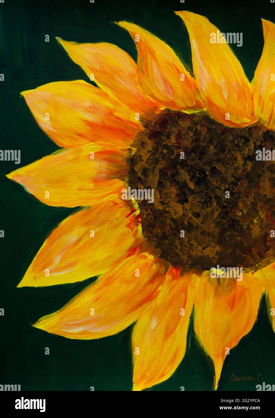 Sun flower Stock Photo