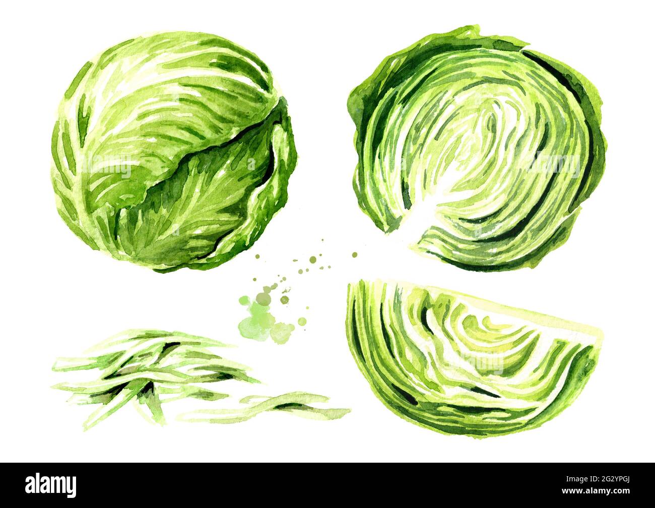 Whole and chopped cabbage. Watercolor hand drawn illustration isolated