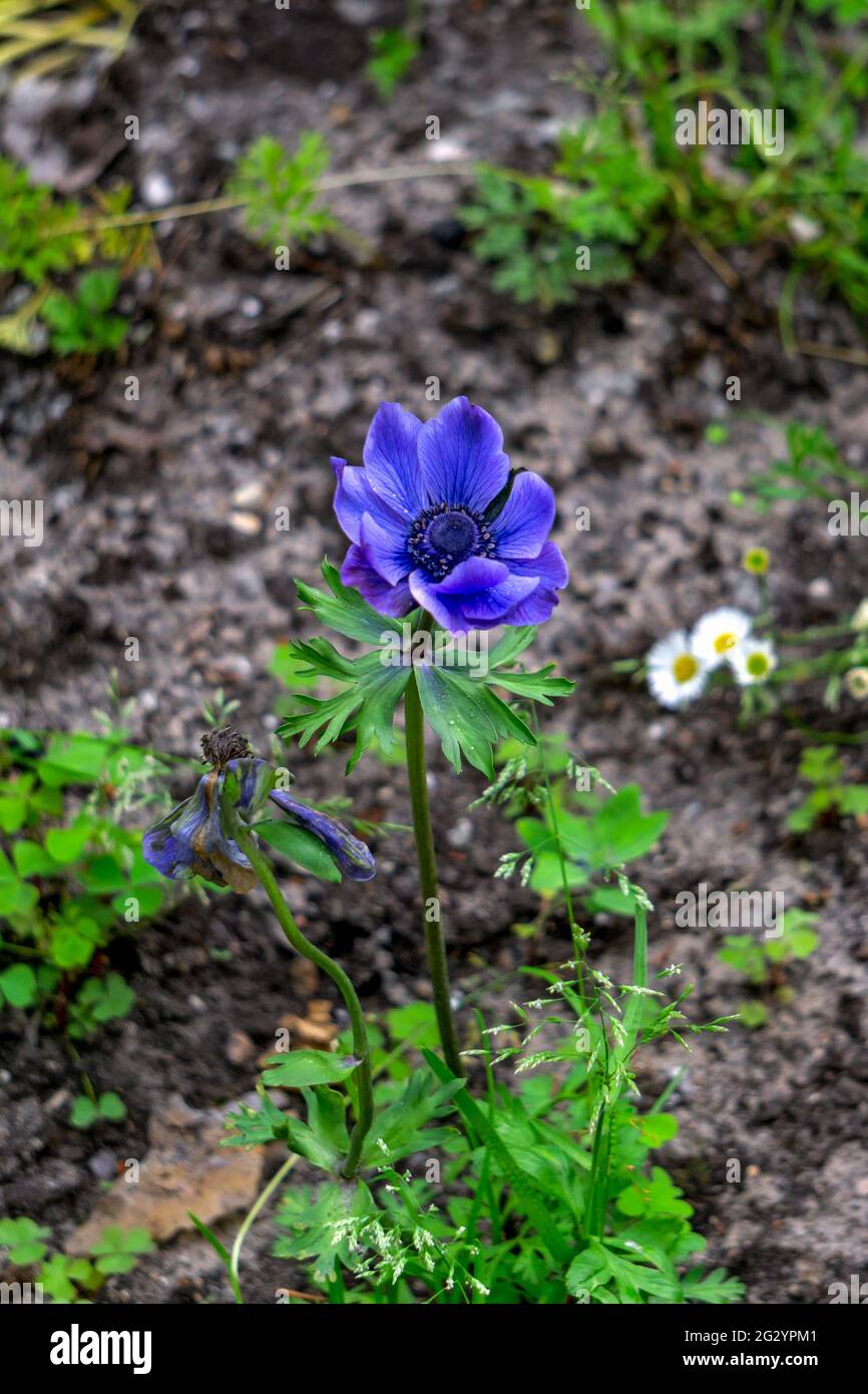 Blue-violet flower anemones close-up in natural nature Stock Photo
