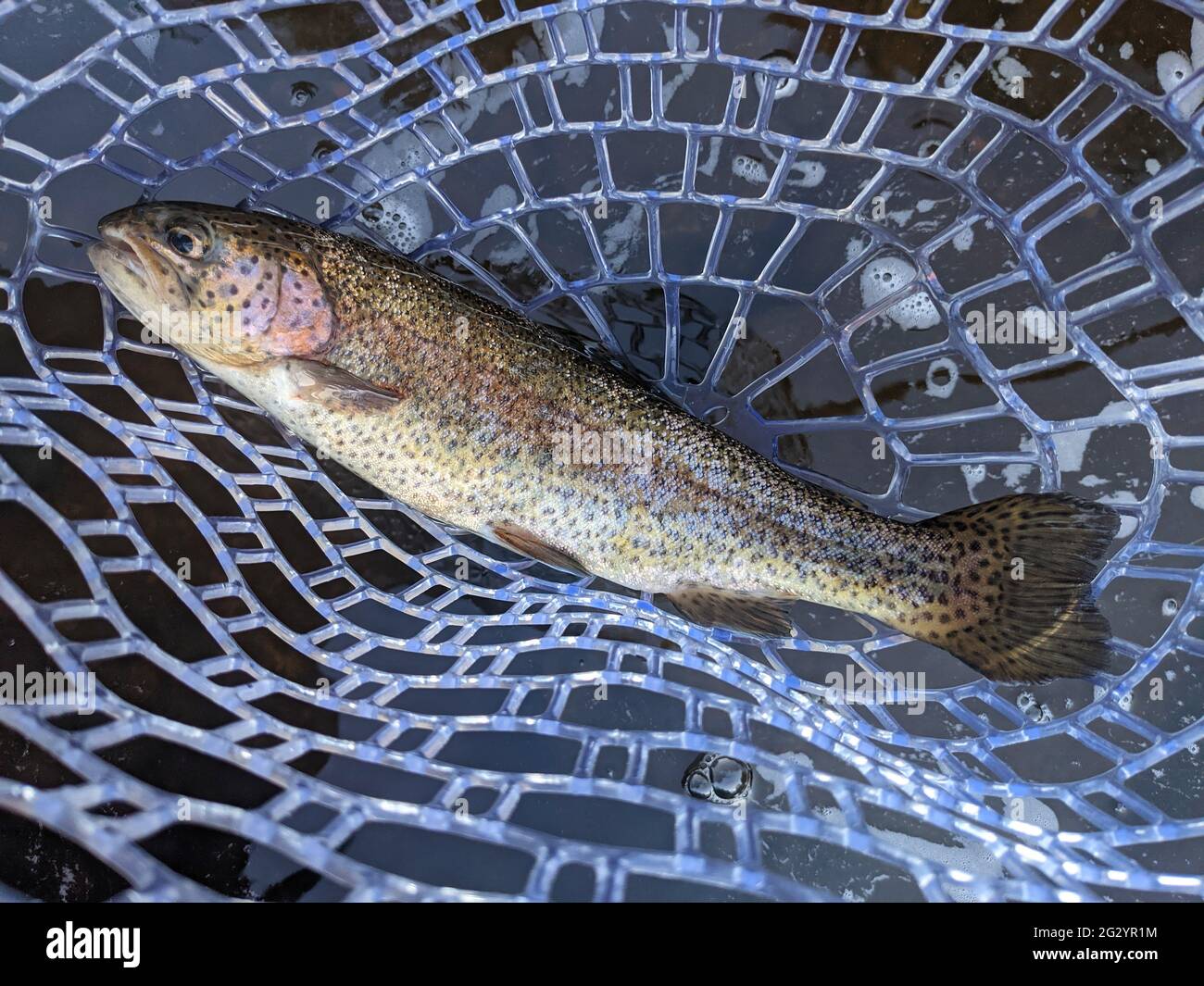 Trout in net while fly fishing in river Stock Photo