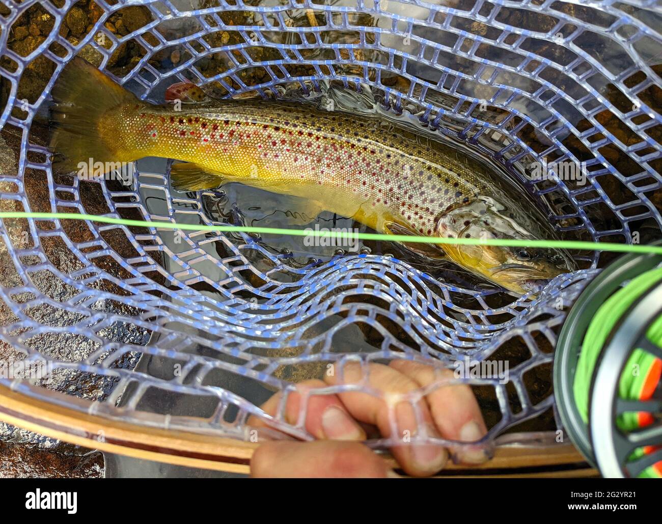 Trout in net while fly fishing in river Stock Photo