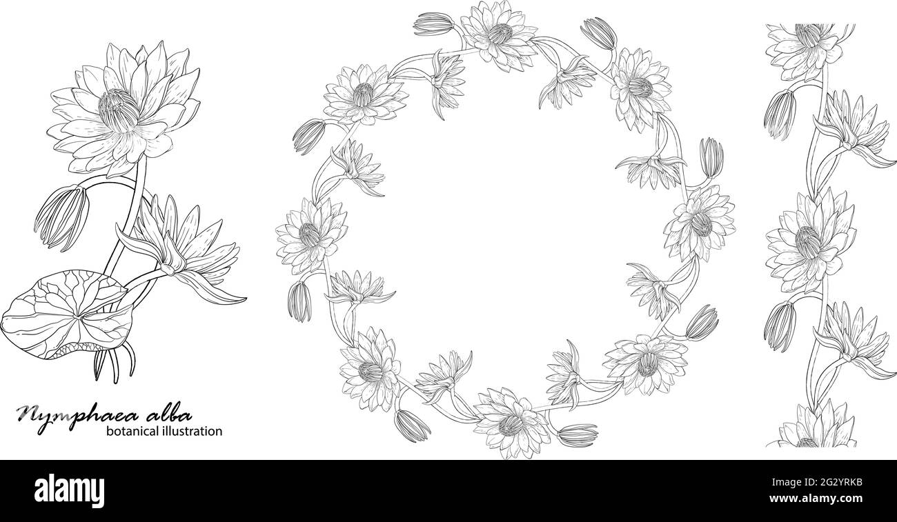 Floral vector wreath with lily flowers Stock Vector Image & Art - Alamy