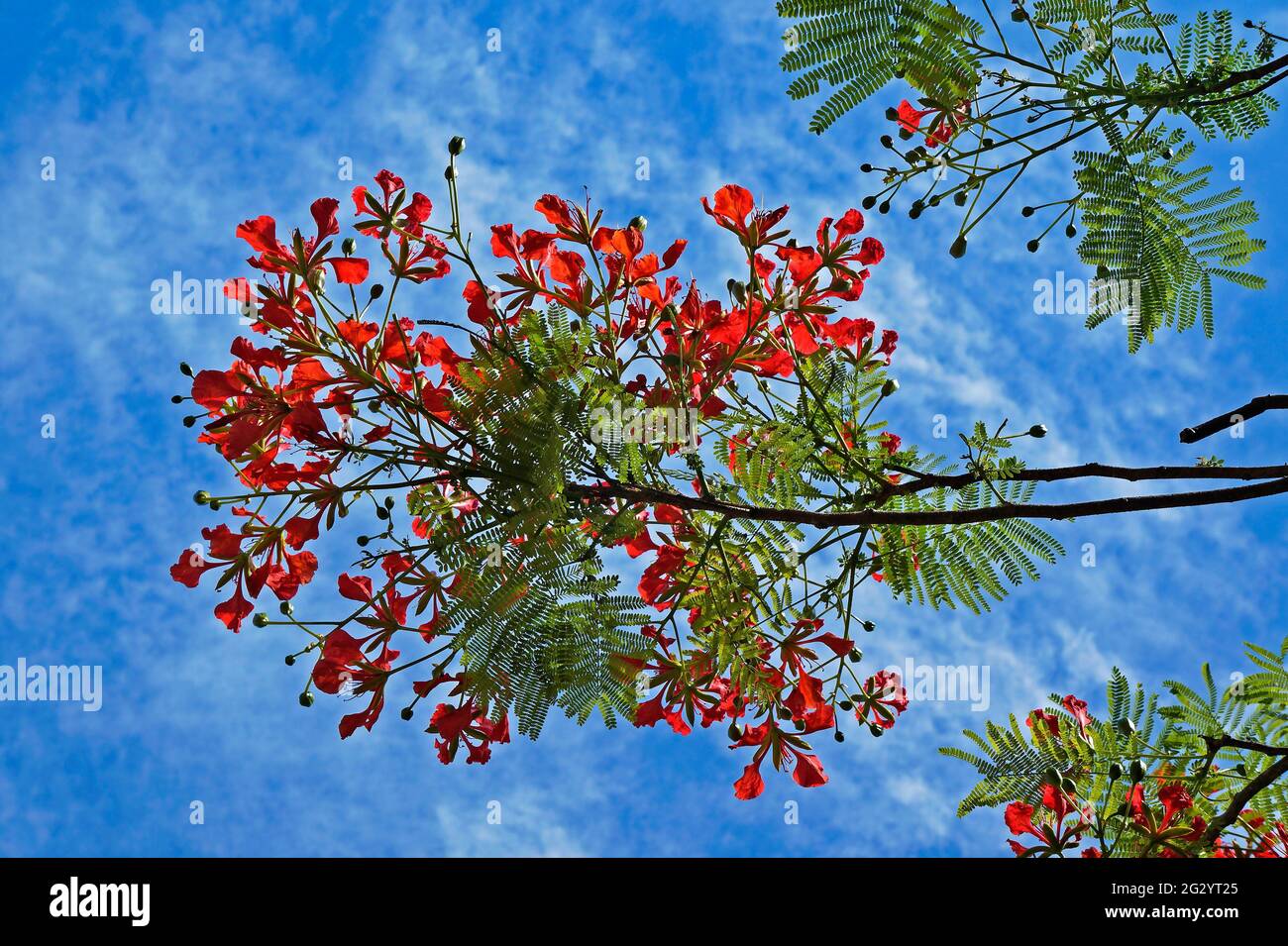 Royal poinciana, flamboyant  or flame tree flowers (Delonix regia) Stock Photo