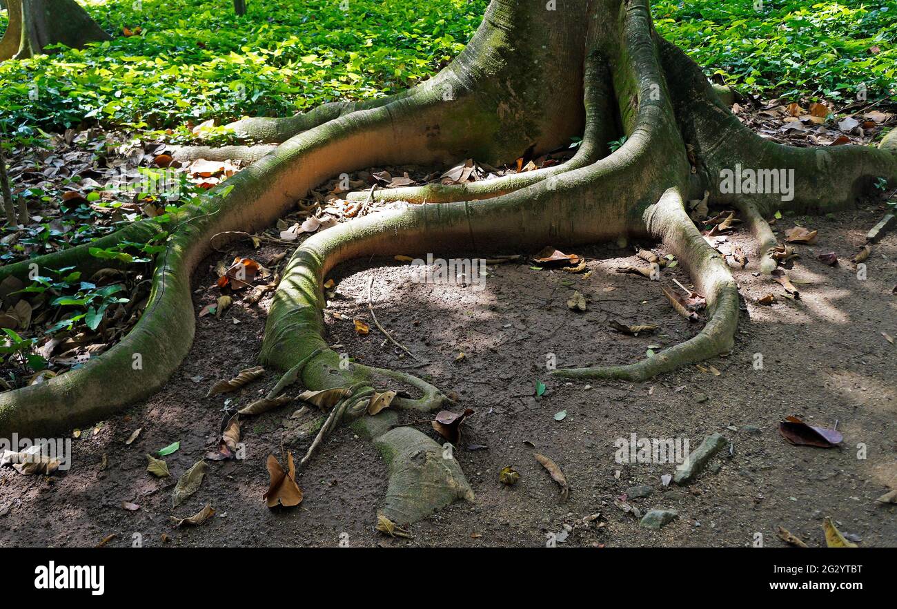 Panama rubber tree roots (Castilla elastica Stock Photo Alamy