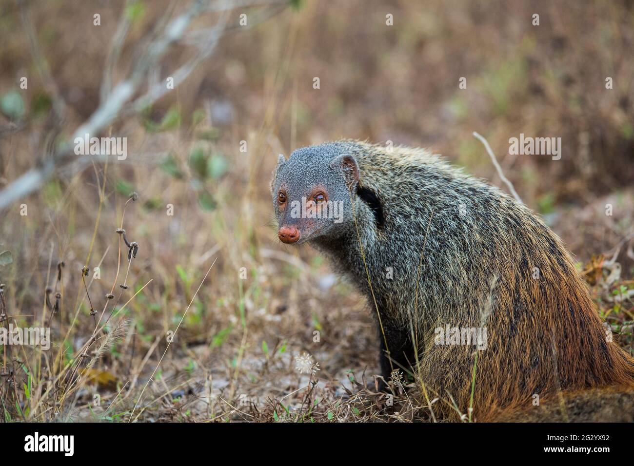 Stripe Necked Mongoose, Yala National Park, Sri Lanka Stock Photo