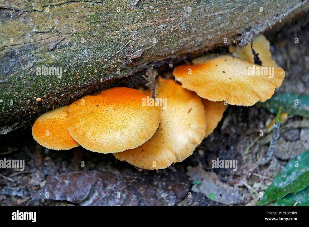 Yellow mushroom on tropical rainforest Stock Photo
