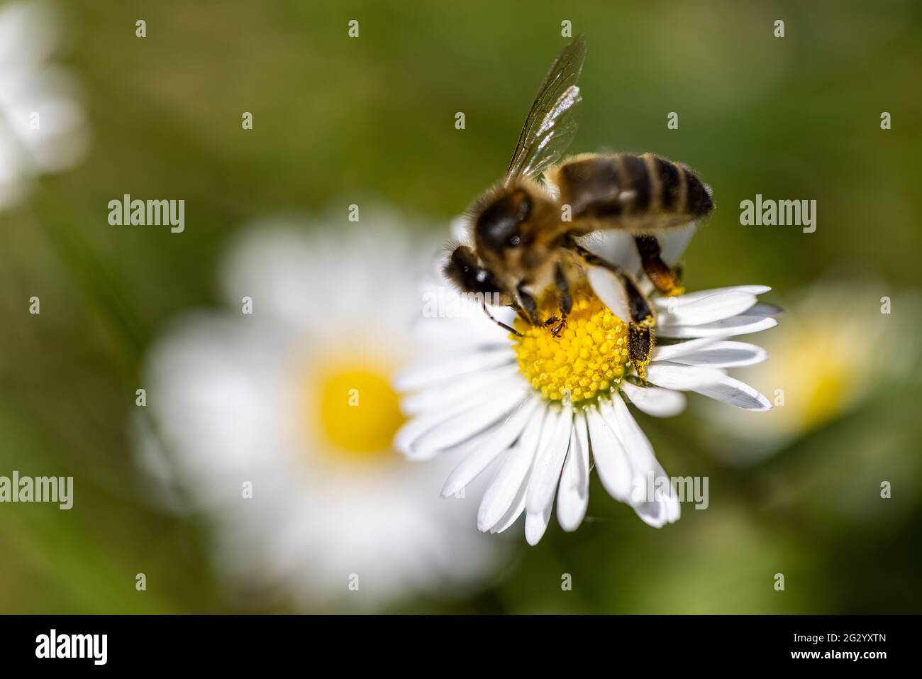 A honey bee extracting pollen from a daisy covered in nectar Stock