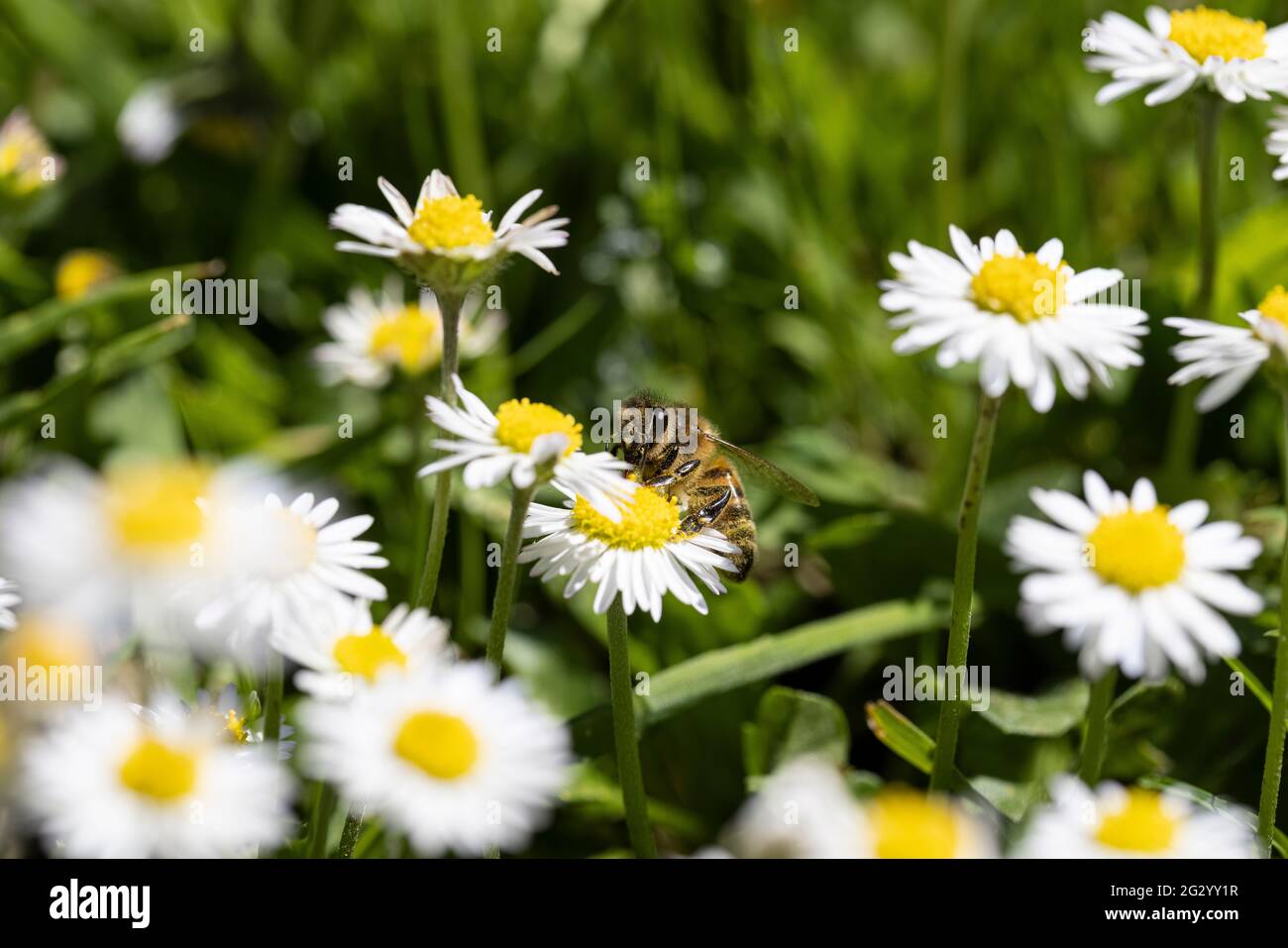 British Honey bee extracting pollen rom a daisy Stock Photo