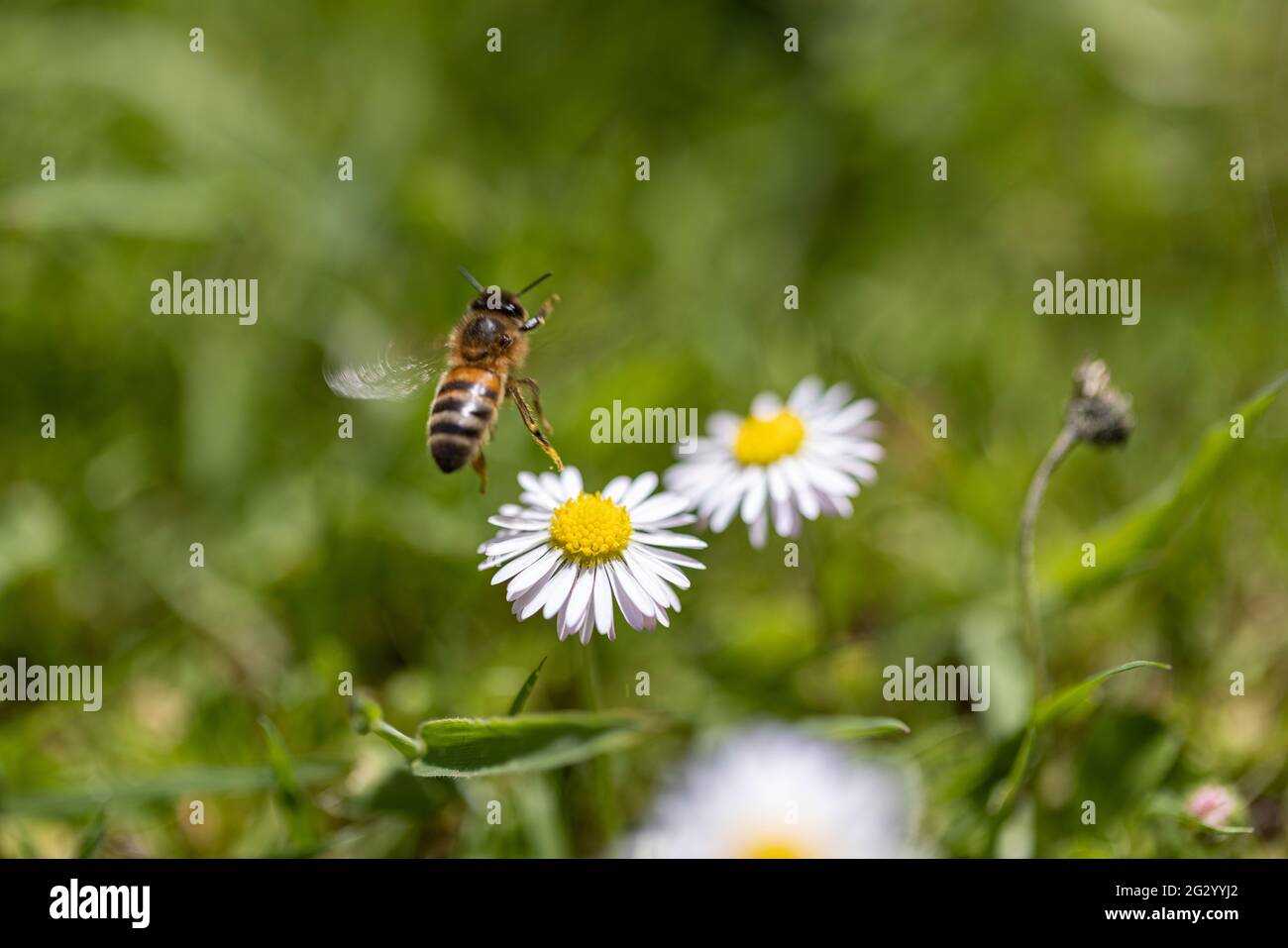 British honey bee, flying away from a daisy Stock Photo