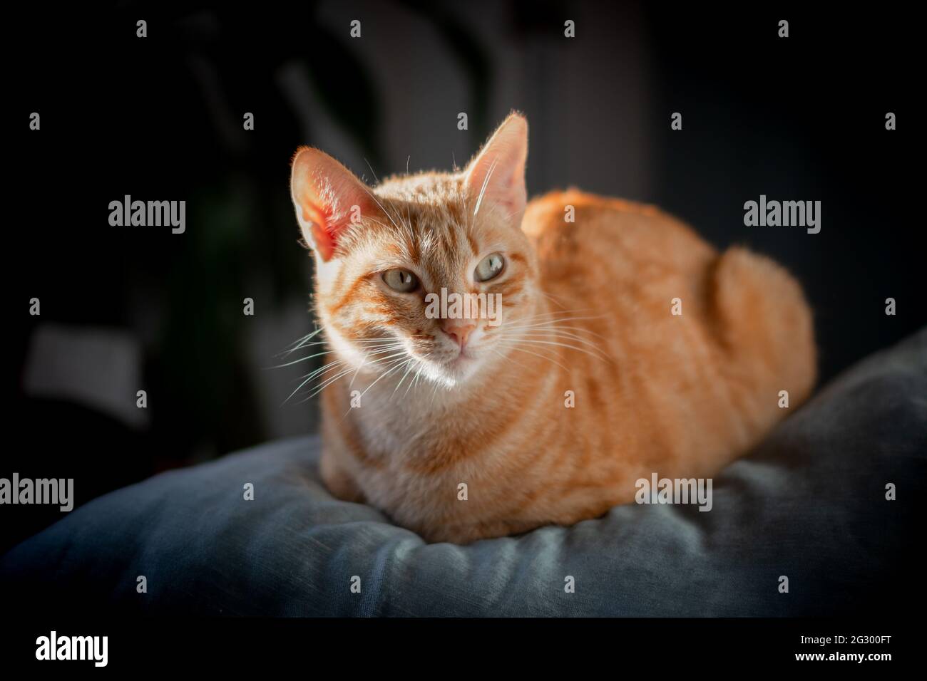 brown tabby cat with green eyes lying on the sofa Stock Photo - Alamy