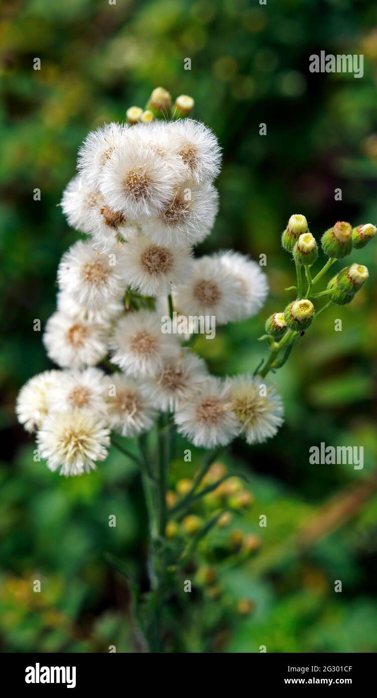 Horseweed, butterweed or fleabane (Conyza bonariensis or Erigeron bonariensis) Stock Photo