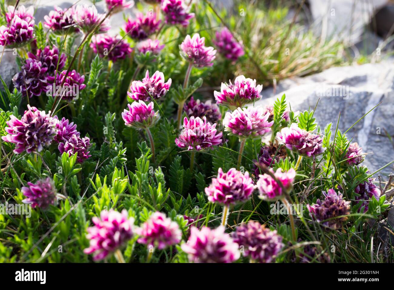 Anthyllis Montana Rubra, mountain kidney vetch 'Rubra' Flowers blooming during springtime Stock Photo