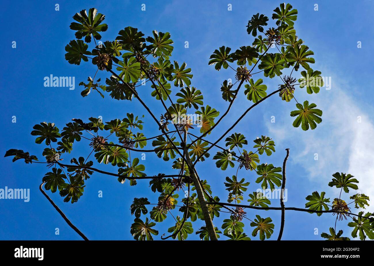Snakewood tree (Cecropia peltata Stock Photo Alamy