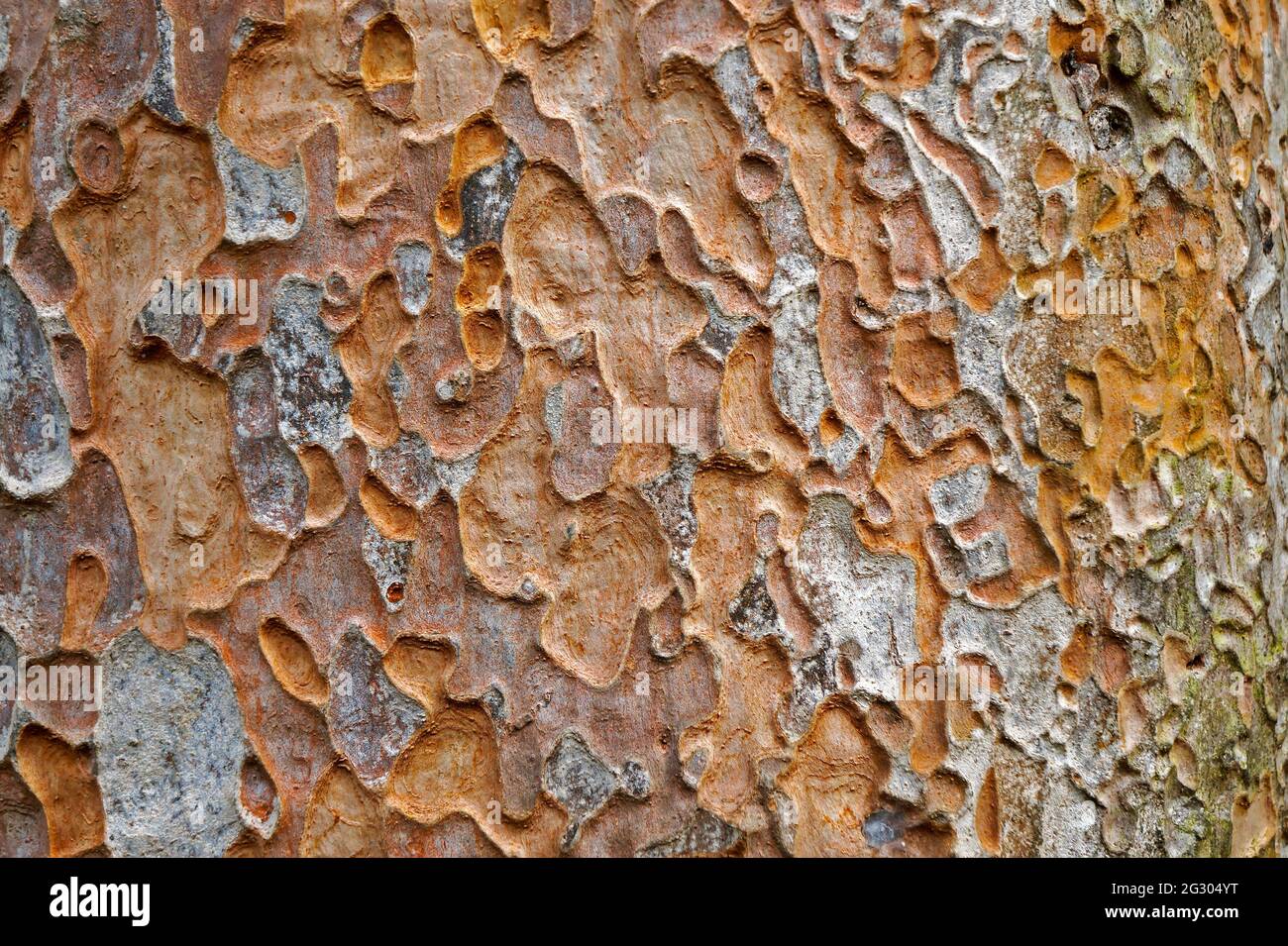 Tree trunk texture (Pradosia kuhlmannii) Stock Photo