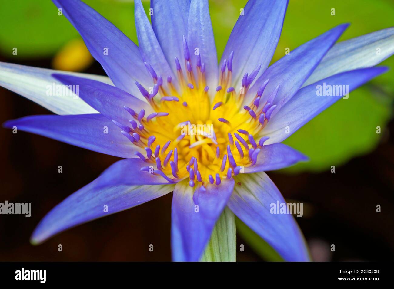 Blue water lily (Nymphaea caerulea) Stock Photo